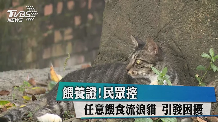 喂养证！民众控任意喂食流浪猫　引发困扰 - 天天要闻