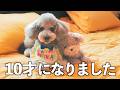 🐶【祝10才】愛犬ファーストすぎる温泉リゾートへ家族旅行に行ったら最高すぎました…