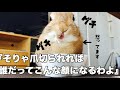 爪切りしようとすると察して逃げるうさぎ Nail clippers of the rabbit #327