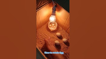 Time to Rotate Egg #incubator #shorts