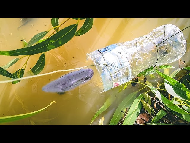 How To Make a Fish Trap in 30 Seconds, Amazing Bottle Plastic Trap Fish  Simple