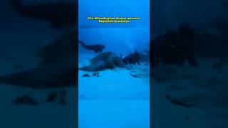 Hewan Yang Lebih Besar Dari Yang Kamu Bayangkan