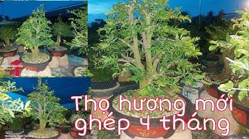 Cúc thọ hương, cúc đại phát ghép gốc tứ quý 4 tháng sẽ ra sao
