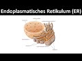 Endoplasmatisches Retikulum [Aufbau &amp; Funktion] - [Zellorganellen, Teil 4]