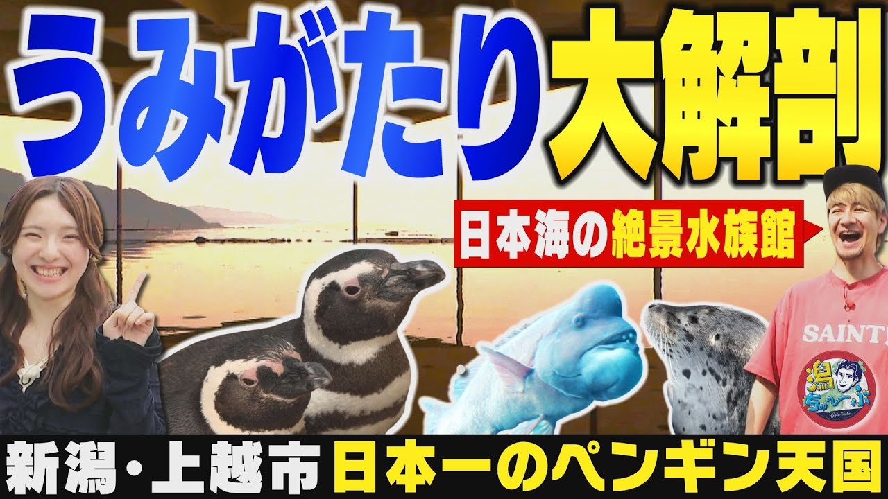 【新潟のペンギン村】上越市立水族館博物館うみがたり大解剖！日本一の飼育数を誇るマゼランペンギンの楽園に日本最年長でパパになったゴマフアザラシ▽藤崎未夢が社会を支える仕事を目指す学校へ【潟ちゅーぶ】