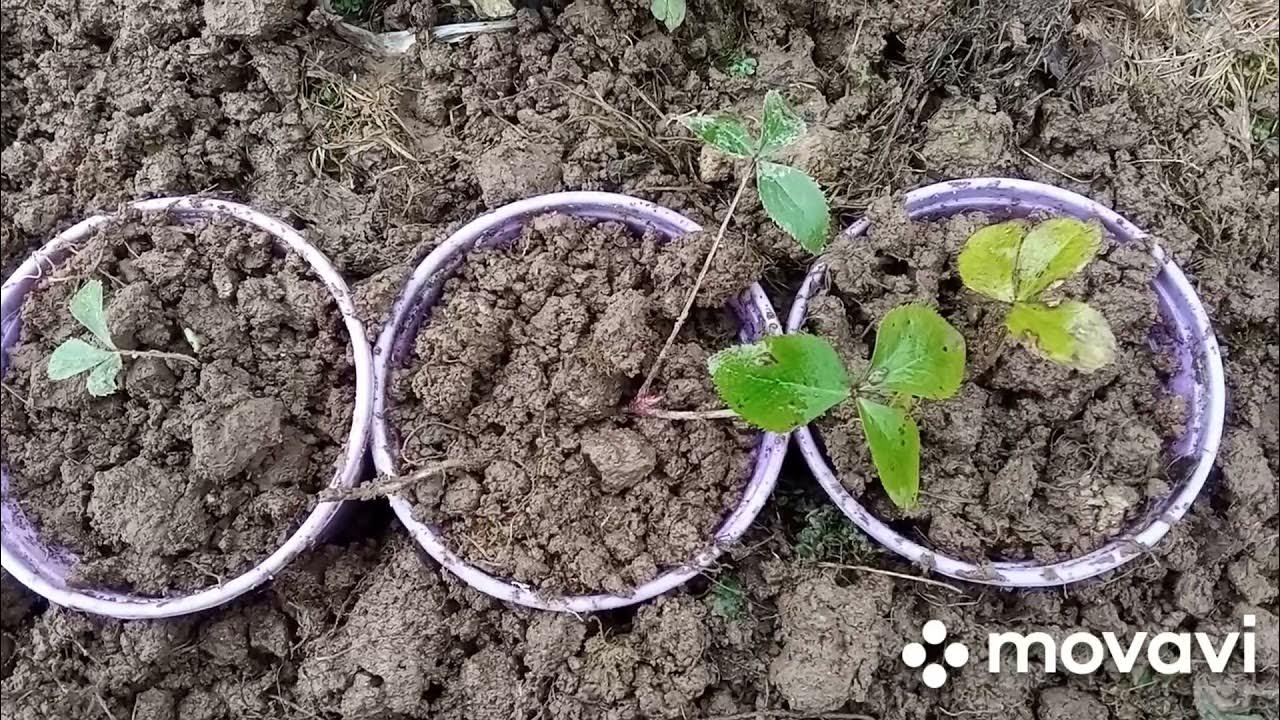 Как выглядит саженец морозника из семян