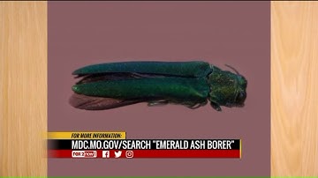 Emerald Ash Borer beetle found in Jefferson County