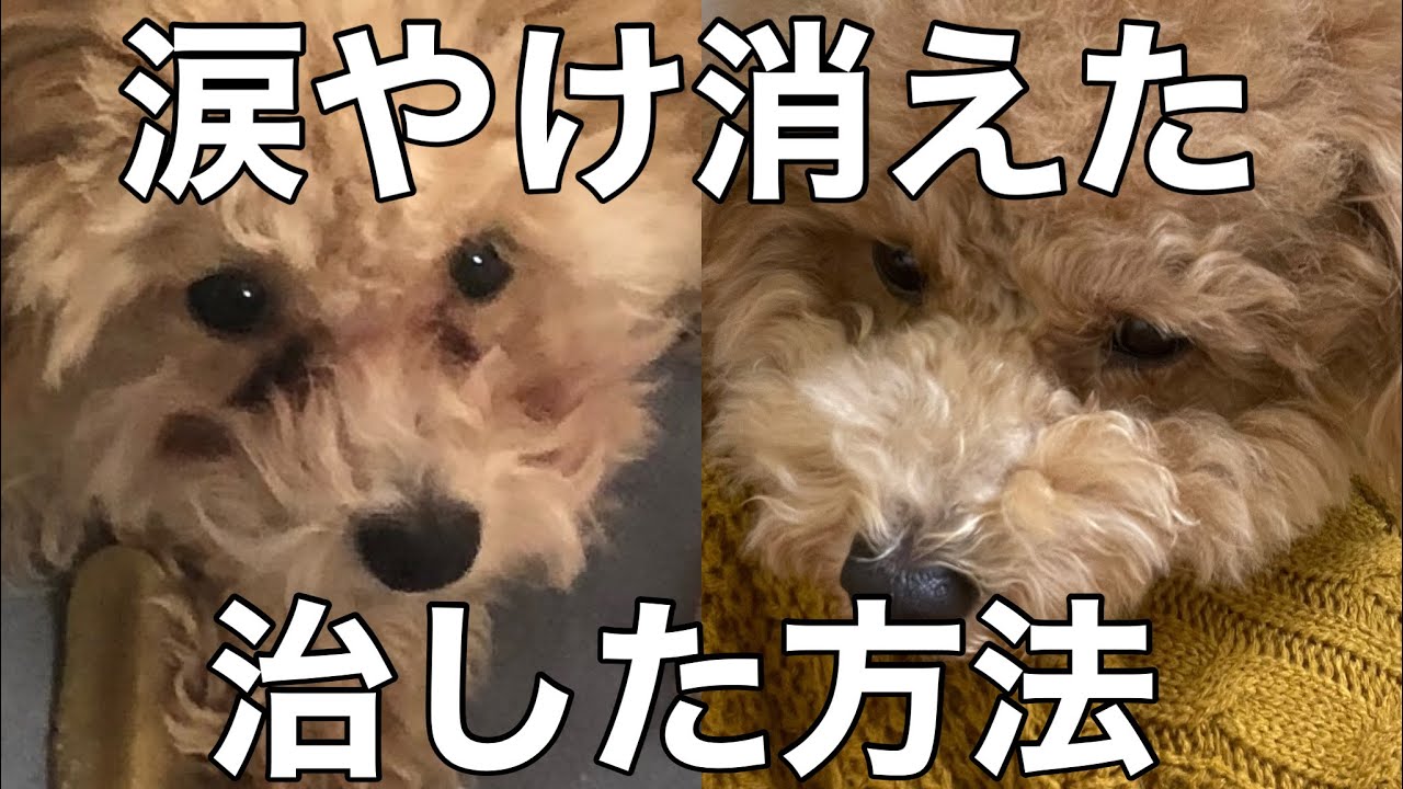 【涙やけ】試したフードはこれ【フードで治す】