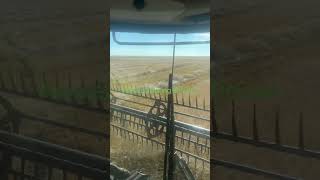 Surge Awnless Spring Triticale Seed