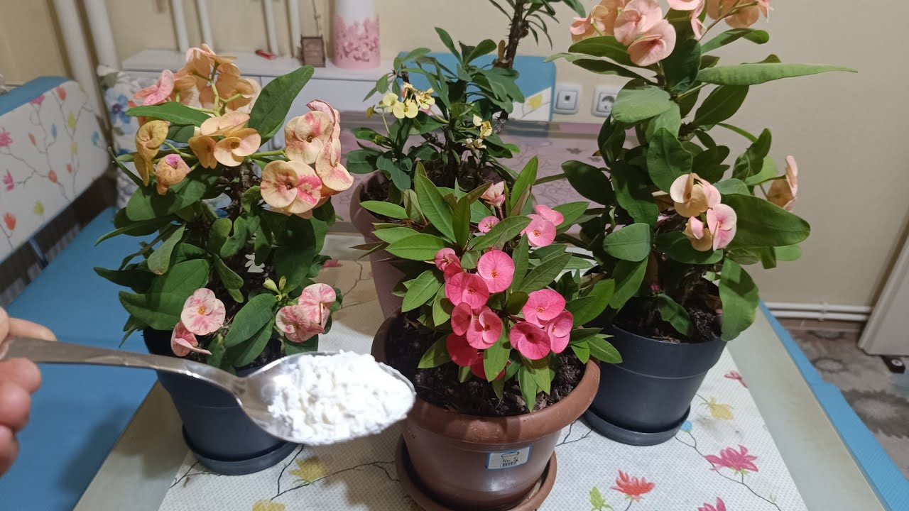 📢Dikkat 👈 dikenler tacı deli gibi çiçek açsın istiyorsanız ❓bu videoyu izleyiniz 💯💯