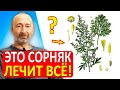 ОН лечит псориаз панкреатит чуму истощение малярию бессонницу желчный Бьёт глистов вирусы 