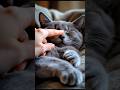 Self-Control Test: Can You Watch This Cat Without Touching the Paws? Paws Ko Chhue Bina Dekh Paaoge?