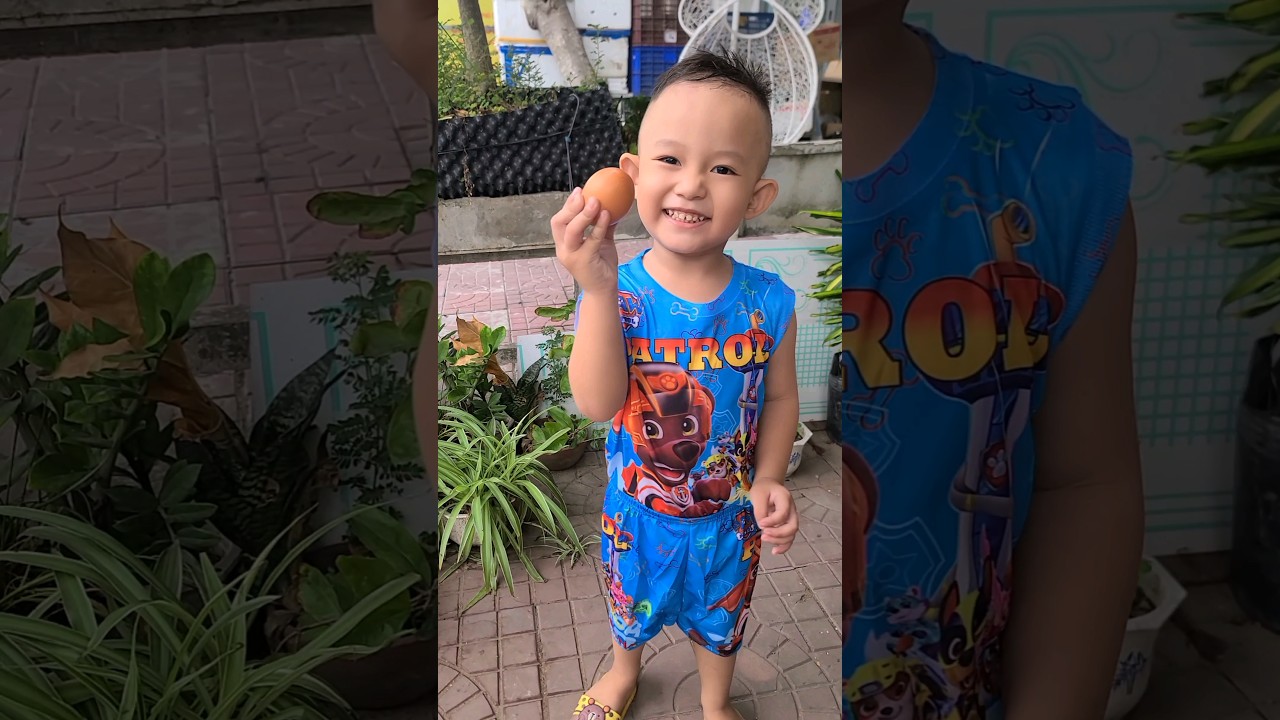 Con gà không biết đẻ trứng #shost #shortvideo bekijken op YouTube Con gà không biết đẻ trứng #shost #shortvideo bekijken op YouTube