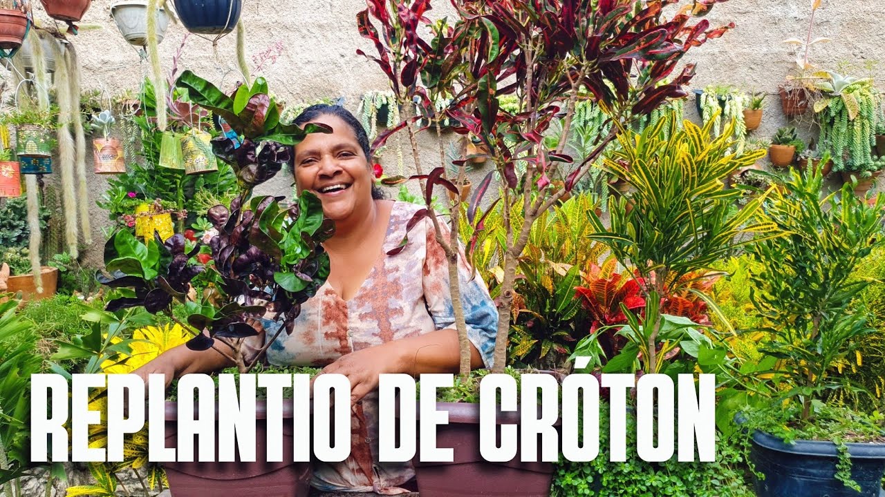 COMO FAZER REPLANTE DE CRÓTON | REPLANTIO | DICAS DE CULTIVO DOS CRÓTONS | PLANTA DE SOL PLENO