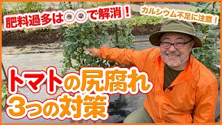 トマト栽培これで万全 尻腐れ症3つの対策 家庭菜園で肥料過多 カルシウム不足は水で解消 追肥方法見直しのコツ 尻腐れトマト 梅雨 Youtube