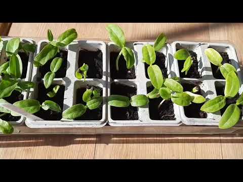 কীভাবে পুঁই শাক চারা তৈরি করবেন আপডেট সহ/ How To Grow Puishak Malabar Spinach