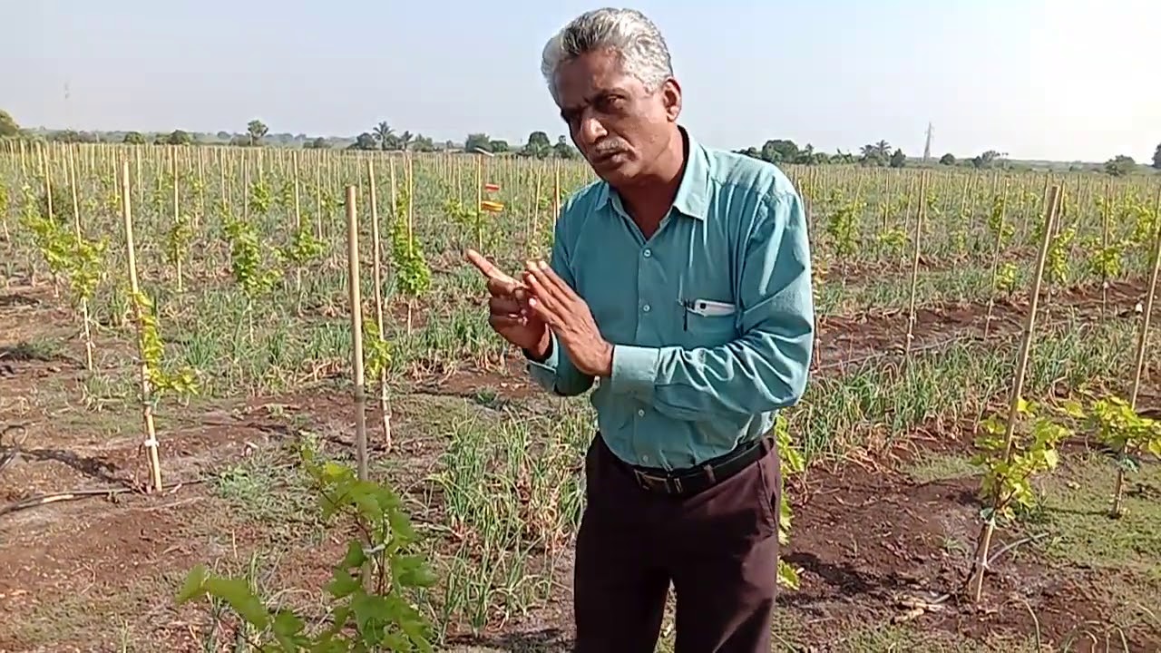 Grapes Grafting / द्राक्ष कलम