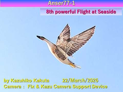 Ornithopter サカツラガン型羽ばたき機　Anser77-1  : 8th powerful Flight at Seaside