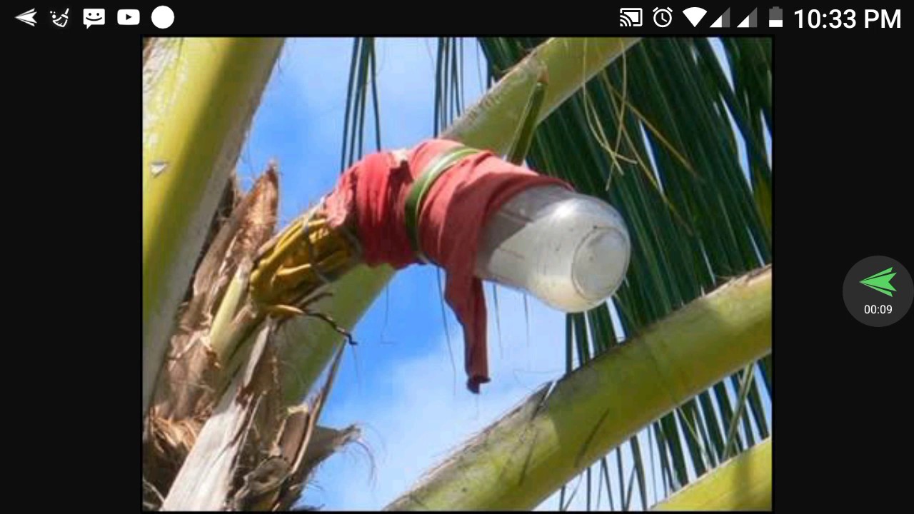 La tuba bebida fresca y deliciosa YouTube