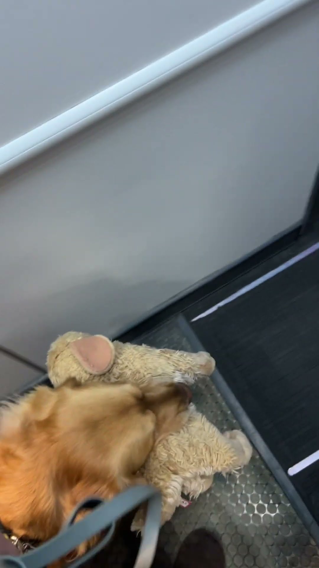 Bark Attendant Boards Plane With Toy In Tow || ViralHog