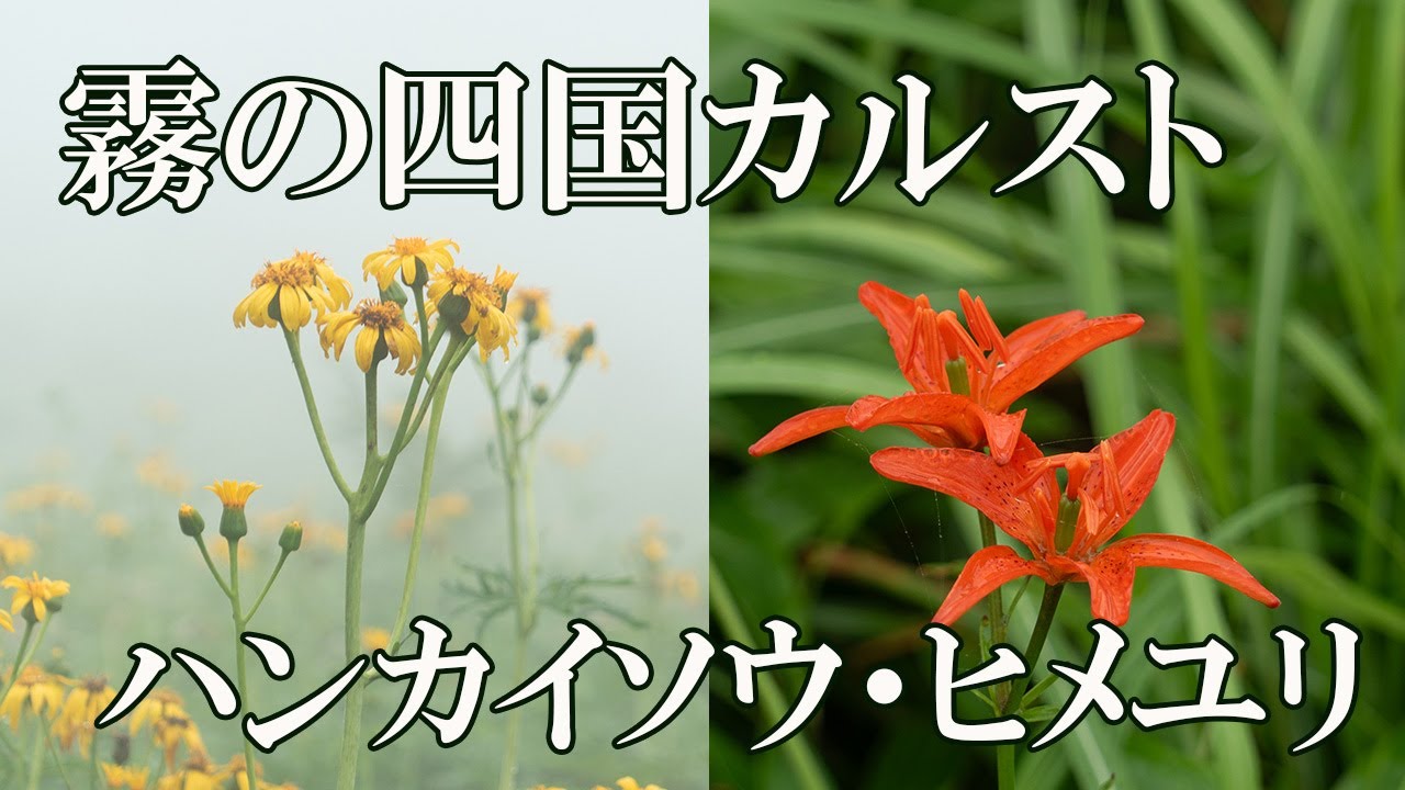 四国カルストのハンカイソウとヒメユリ　2025