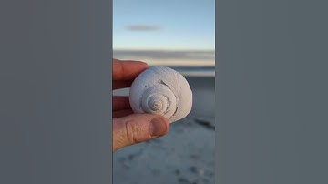Beautiful white Moonsnail this evening on my shelling adventure! ❤️🌊🌲🐚