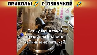 пить чай и смотри смешные картинки мемы котики приколы с озвучкой 🤣