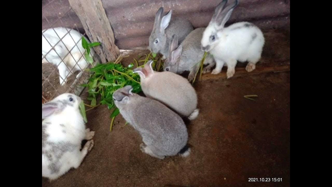 Rabbit 🐰 Eating Kangkong YouTube