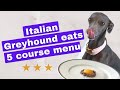 ITALIAN GREYHOUND eats FANCY DINNER の動画、YouTube動画。