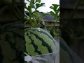 segar segar #sayurdanbuah #berkebun #youtubeshorts