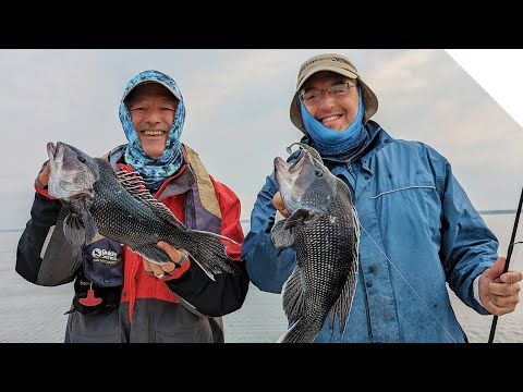 How to catch Porgy (Scup) with artificial bait 