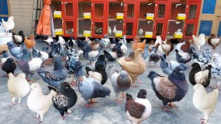 World Biggest US Modena ( King Pigeon ) Setup | Top Quality Imported King Kabootar | Argent Modena by Pak Pet Zone 23,002 views 6 months ago 8 minutes, 19 seconds