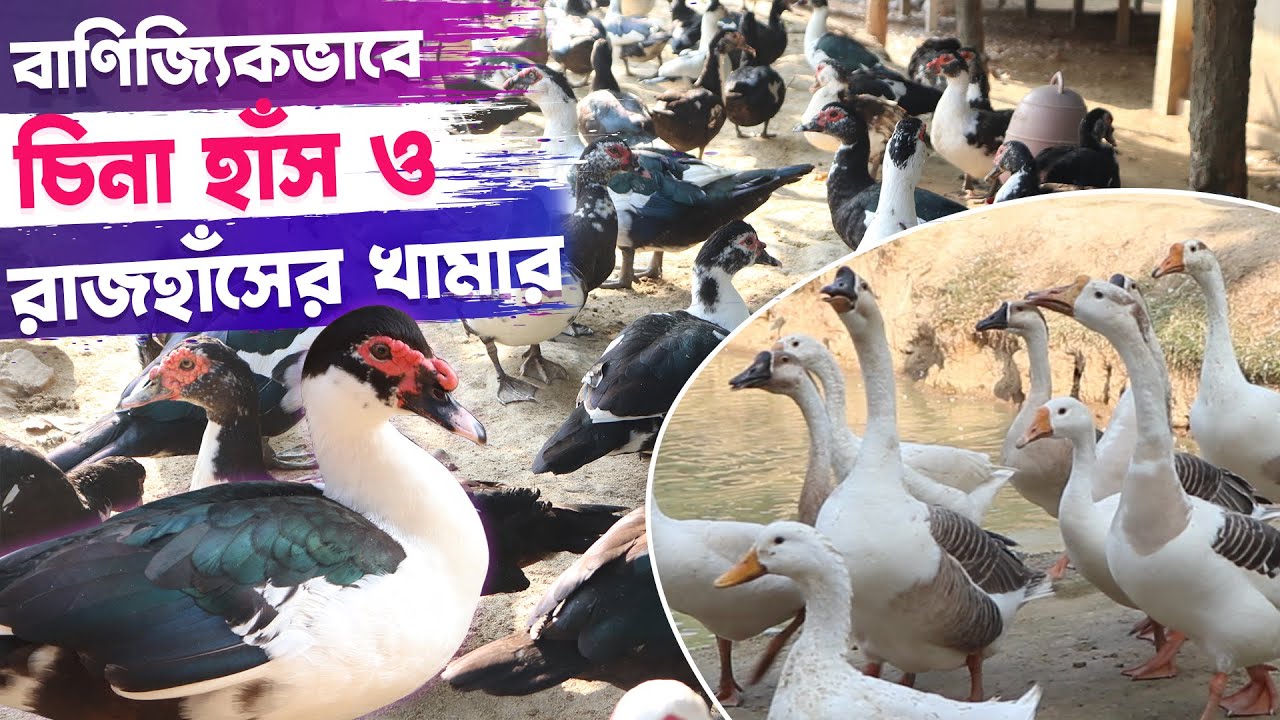 Bir kuni yigitim ustimga keldi Jinsiy olatni chapga egilgan