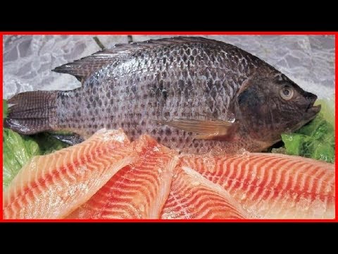 Vídeo: Tilapia - Calorias, Culinária, Danos, Propriedades úteis, Vitaminas