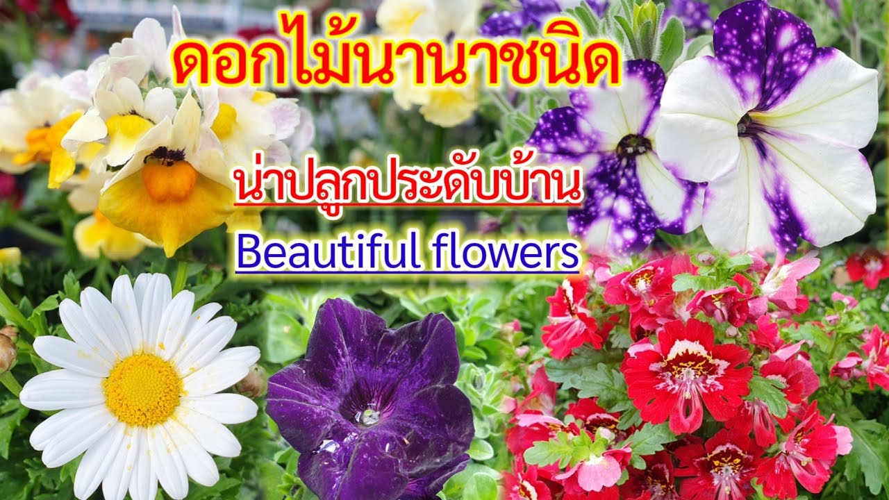 Beautiful Flowers|รวมดอกไม้นานาชนิดน่าปลูกประดับบ้าน|ดอกไม้เมืองหนาว -  Youtube