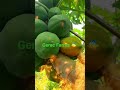 🌿 Pawpaw plants are nature’s little miracle! From the juicy sweet fruits 🍈 to the health benefits.