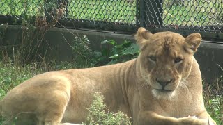 秋田市大森山動物園　③　2021年10月（秋田県）