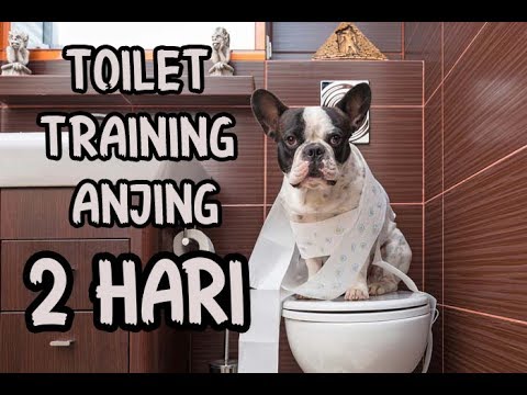 Video: Cara Mengajari Anjing Anda Pergi Ke Kamar Mandi Di Musim Salju Atau Hujan