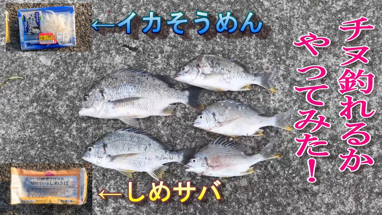 【検証】イカそうめん、しめサバでチヌが釣れるかやってみた！