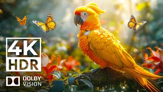 [Top-notch] 4K HDR 60fps Dolby Vision with Cinematic Music (Animal Colorful Life)