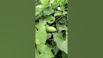 A Beautiful Pointed Gourd Field #shorts