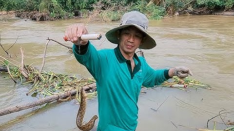 câu cá chạch lấu ở sông đồng nai @Ngauhungvlog123  #caucathugian #cauca