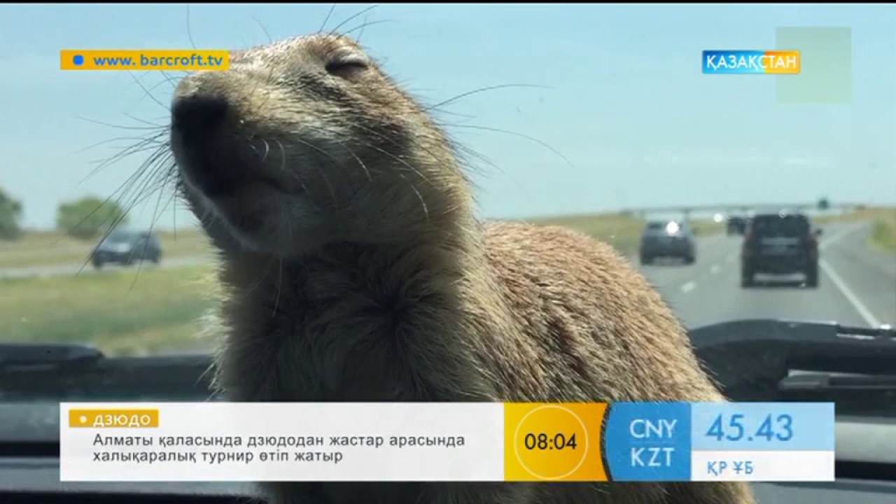 Құндыз бен иттің достығы - YouTube