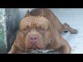 cruza de American Bully vs Pitbull (resultado final F1)