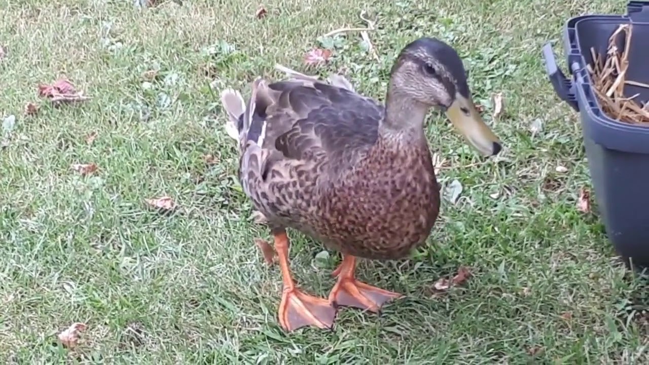 Rescued wild duck with broken leg YouTube