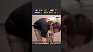Quando posso dar anticoncepcional para minha cadela?