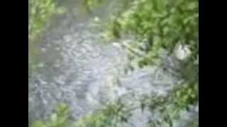 Vid0010.3g2