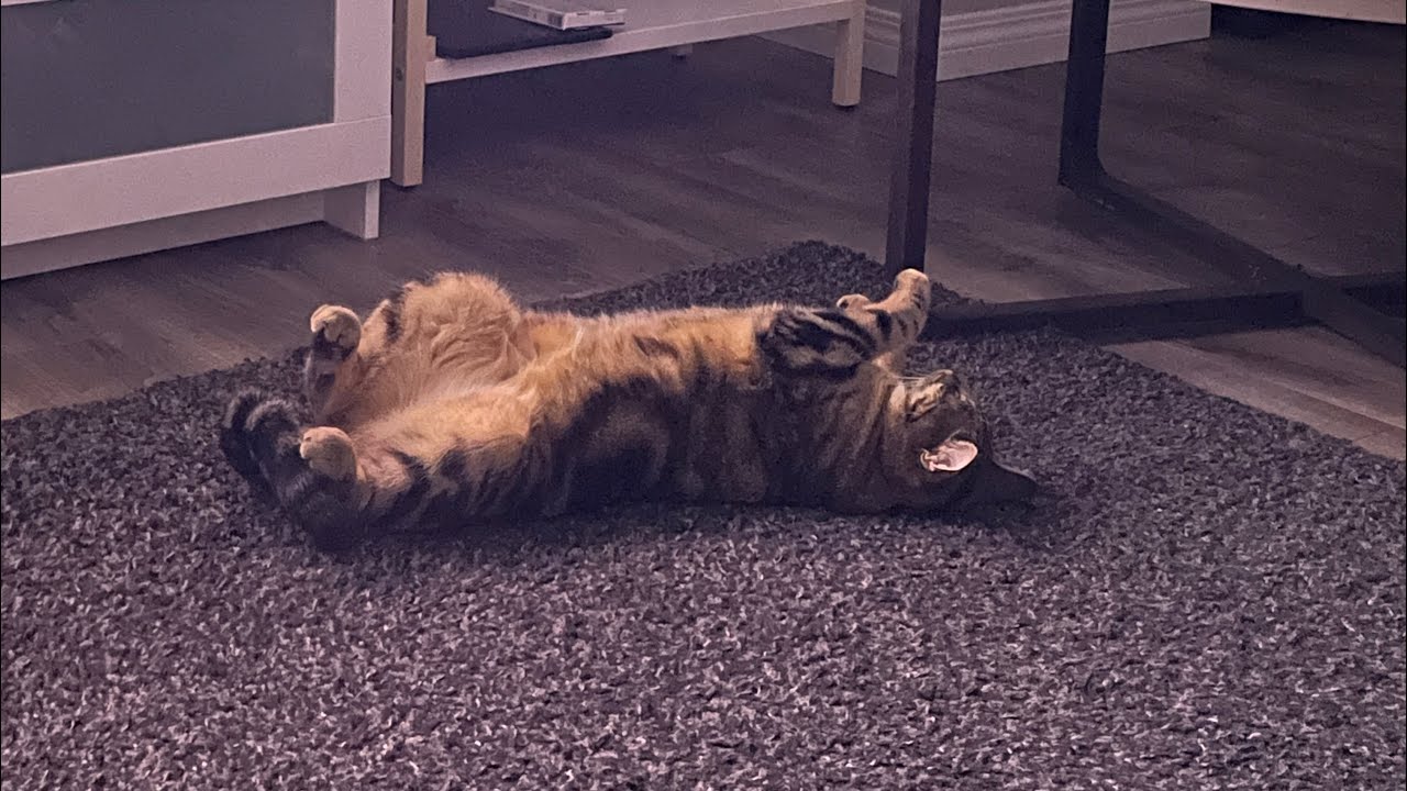 All About My Cat Mary Jane YouTube All about my cat mary jane youtube