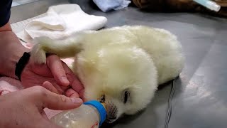 Baby Seal First Meal...