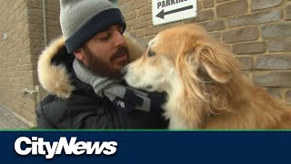 Couple fighting to keep service dog in Etobicoke condo